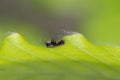 Apourer Moth Orgyia antiqua caterpillar.